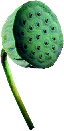 莲蓬png