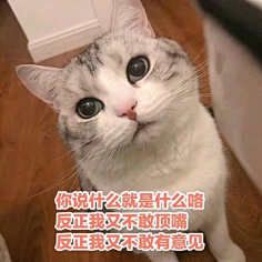 猫咪表情包