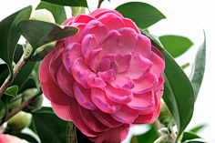 山茶花椿camellia