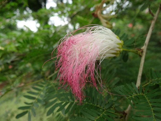 美蕊花