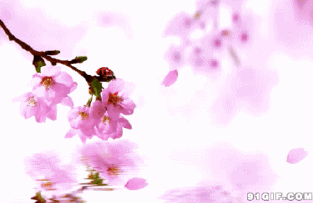 卡通粉红桃花图片