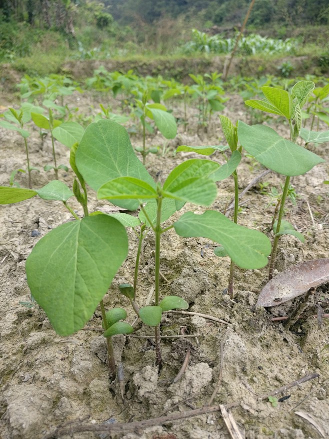 黄豆小苗