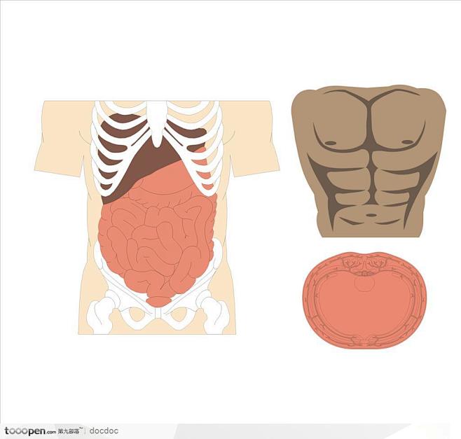 人体解剖图和器官胸腔腹腔
