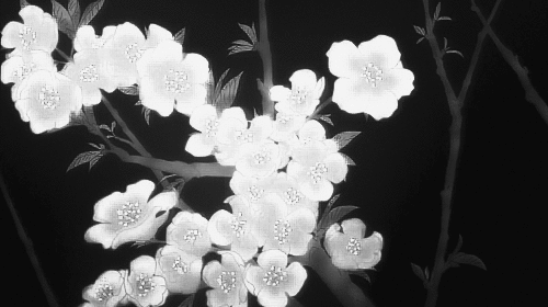 白色桃花gif