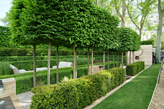 com【景观绿篱植物设计图集下载】绿墙模纹花坛/法式园林花园/植物