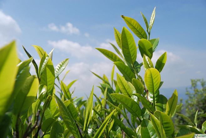 茶茶叶茶水茶杯泡茶普洱茶铁观音龙井绿茶花茶茶包茶袋茶的海报茶的