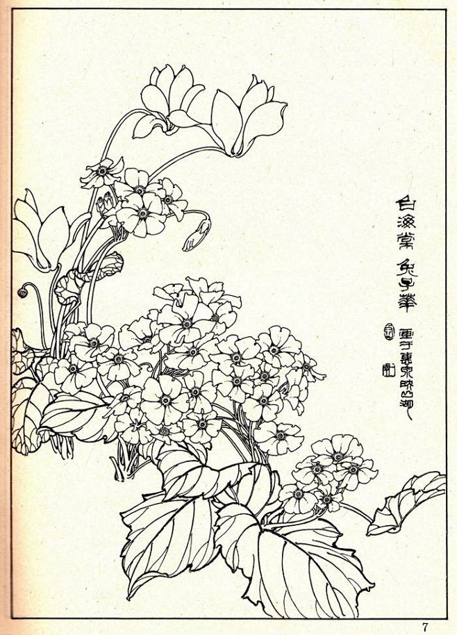 花卉线描参考资料