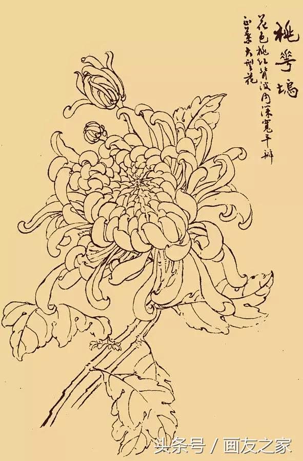 顾城,从朱纪格转采于2022-01-28 11:04:30白描菊花白描顾城,同采自