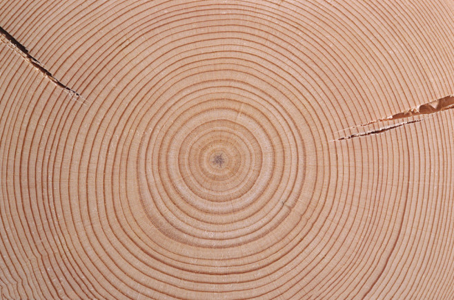 年轮