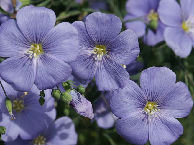 linumperenne宿根亚麻