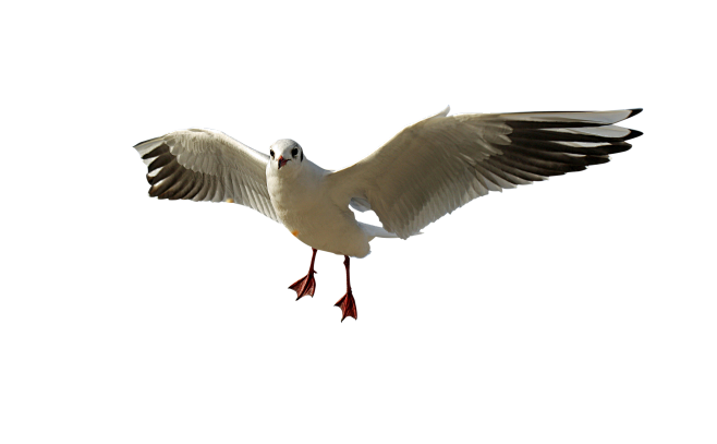 龟梨图图_没有钱从沈西喜转采于2021-12-06 17:18:15ps素材龟梨图图