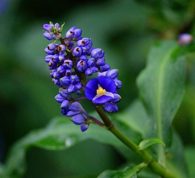 鸭跖草科的巴西蓝姜蓝竹花dichorisandrathyrsiflora原产巴西体形态像