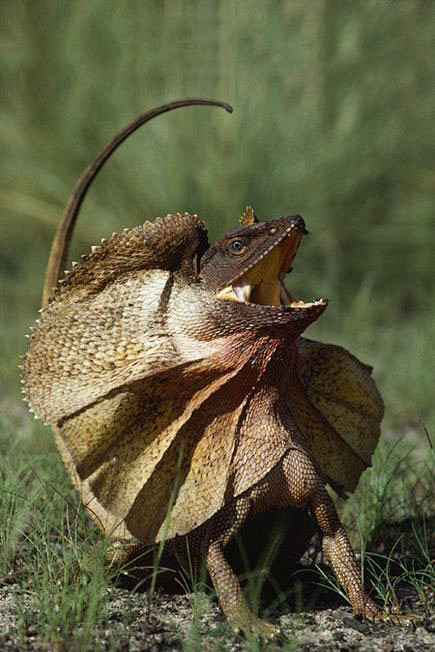 蜥蜴目鬣蜥科斗篷蜥属伞蜥