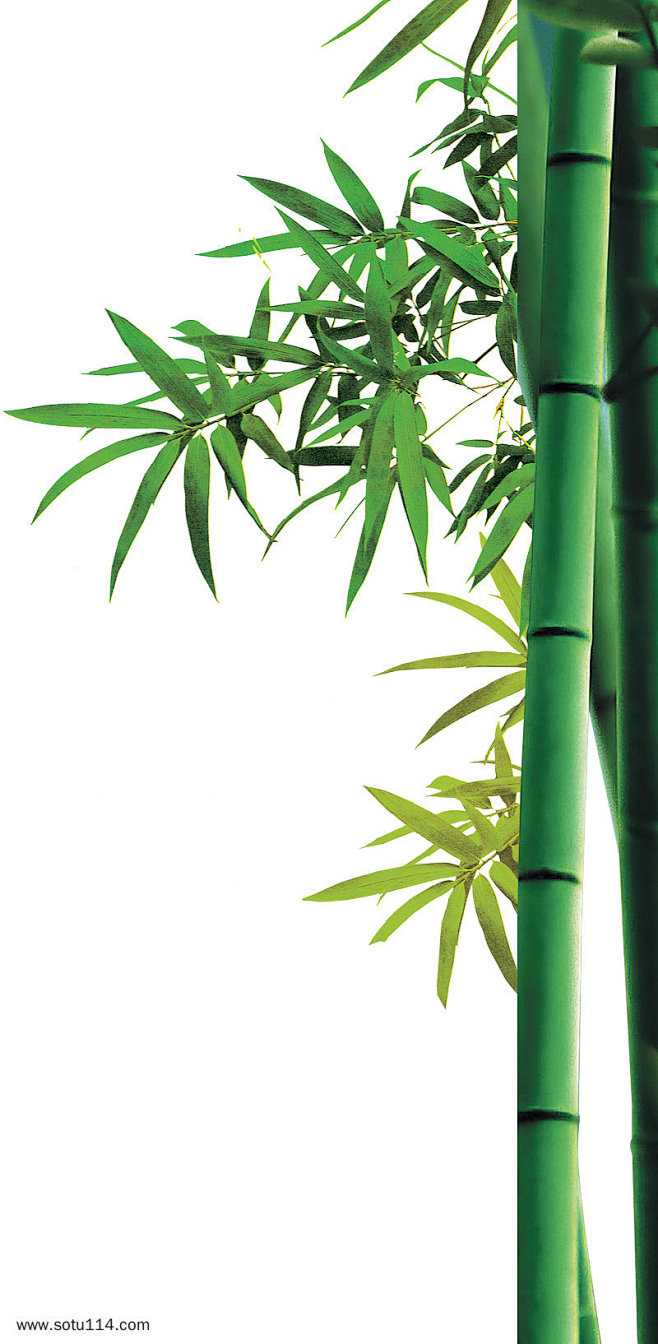 竹子竹节绿色