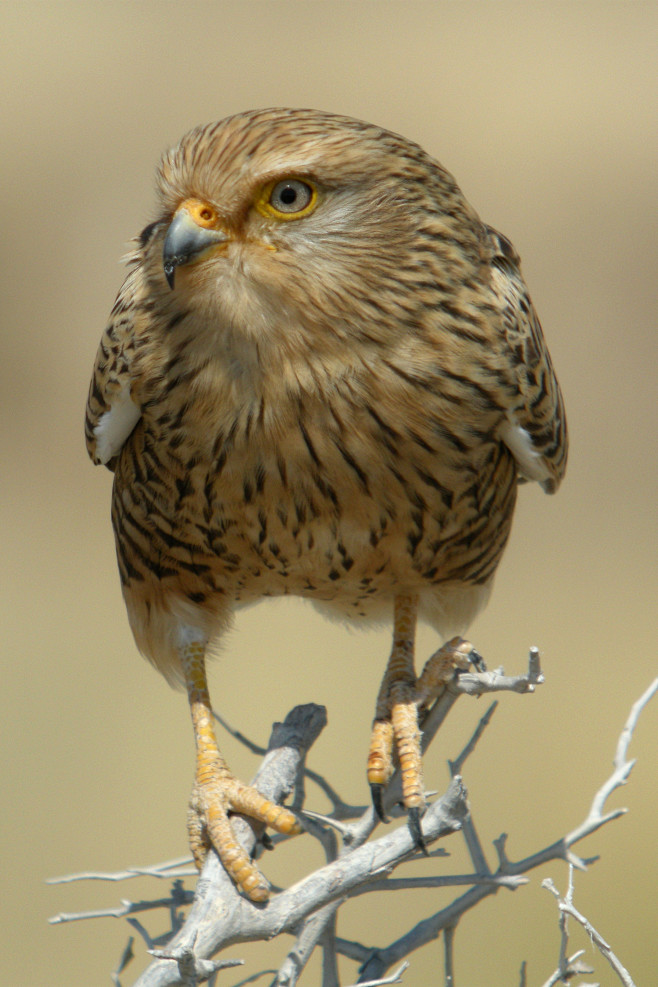 隼形目隼科隼属黄眼隼