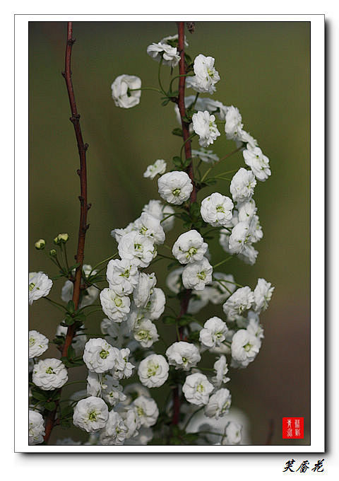 笑靥花学名李叶绣线菊,《经济植物手册》.