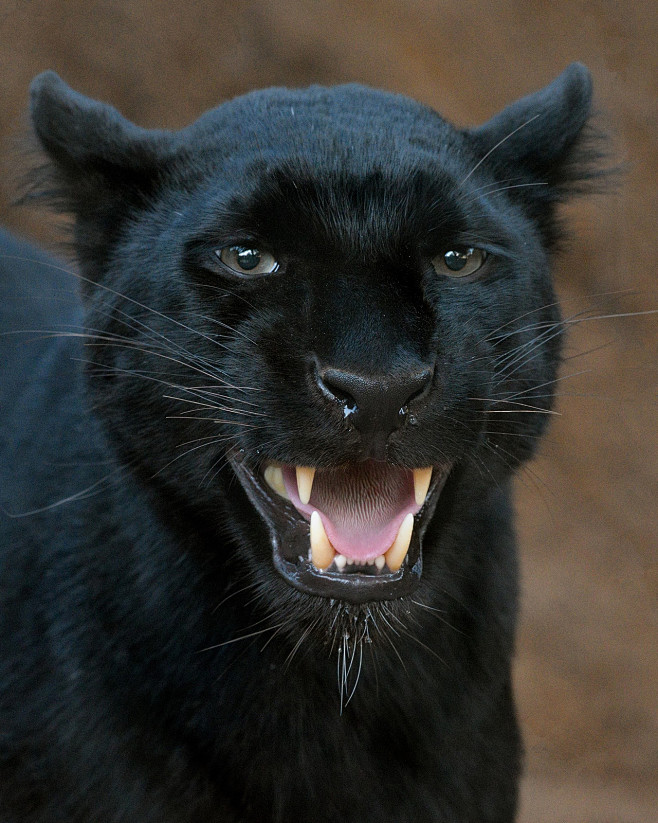 小wei威wei采集于2020-07-25 00:18:19黑豹9喜欢d-【动物/生物】小wei