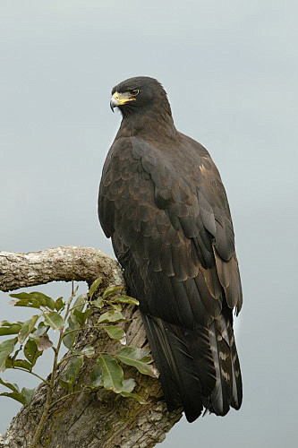 鹰形目鹰科林雕属林雕