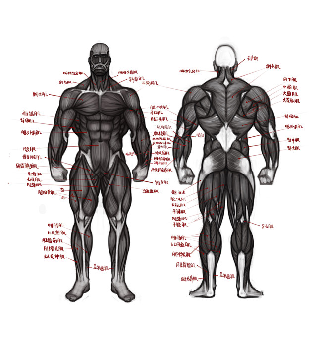 人体肌肉图