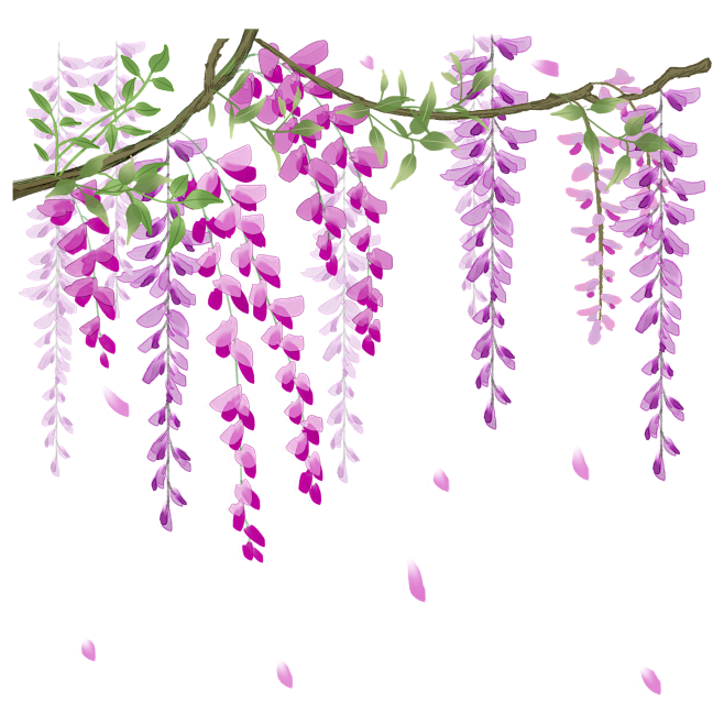 siena_095从养老小锦鲤转采于2022-02-15 19:13:20紫藤花素材_动植物