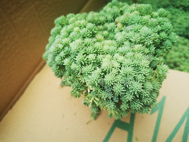 薄雪万年草