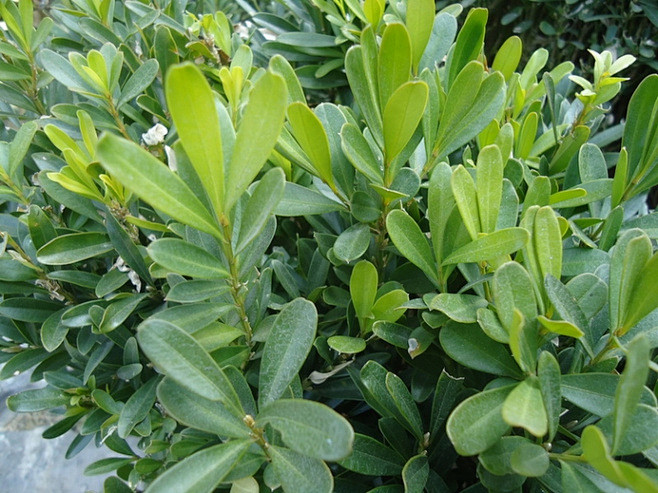 雀舌黄杨buxusbodinieri