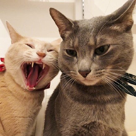 史上最沙雕情侣头像情侣头像窝窝qq网