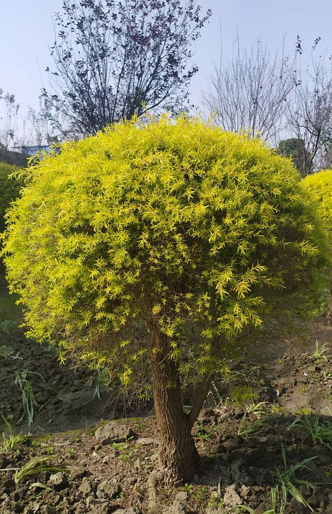 千层金黄金香柳