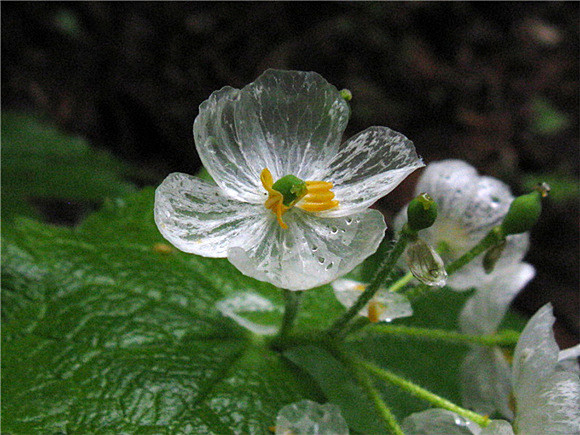 日本有种神奇植物山荷叶淋雨会变透明日本本州岛北部至北海道的深山