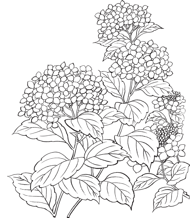 雪满vov从词酥转采于2017-11-17 22:52:28花朵线稿--绣球白描工笔画雪