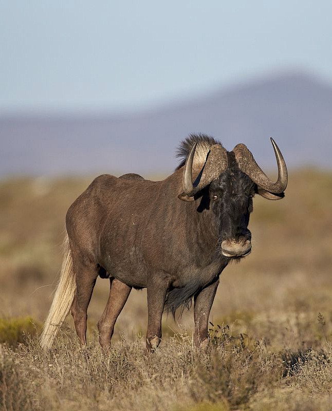 偶蹄目反刍亚目牛科狷羚亚科白尾角马白尾牛羚