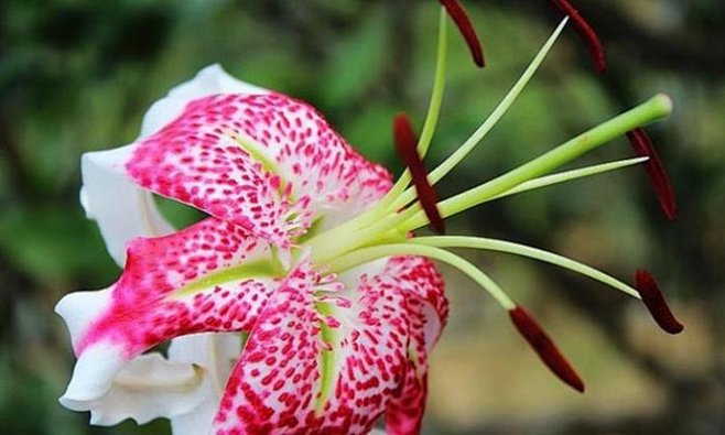 东亚最美丽的百合花艳红鹿子百合
