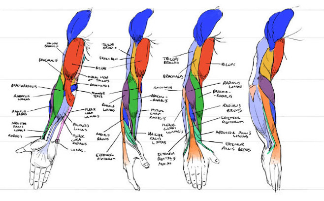 绘画参考学习各角度的手臂肌肉结构