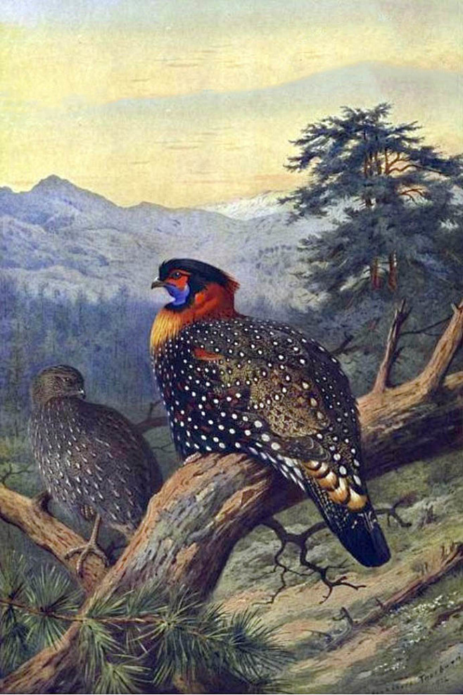 鸡形目雉科角雉属黑头角雉