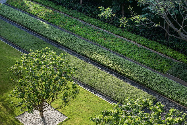 仁恒海口海棠公园 现代简约 植物铺装 树池 砾石散铺 植物种植 景观