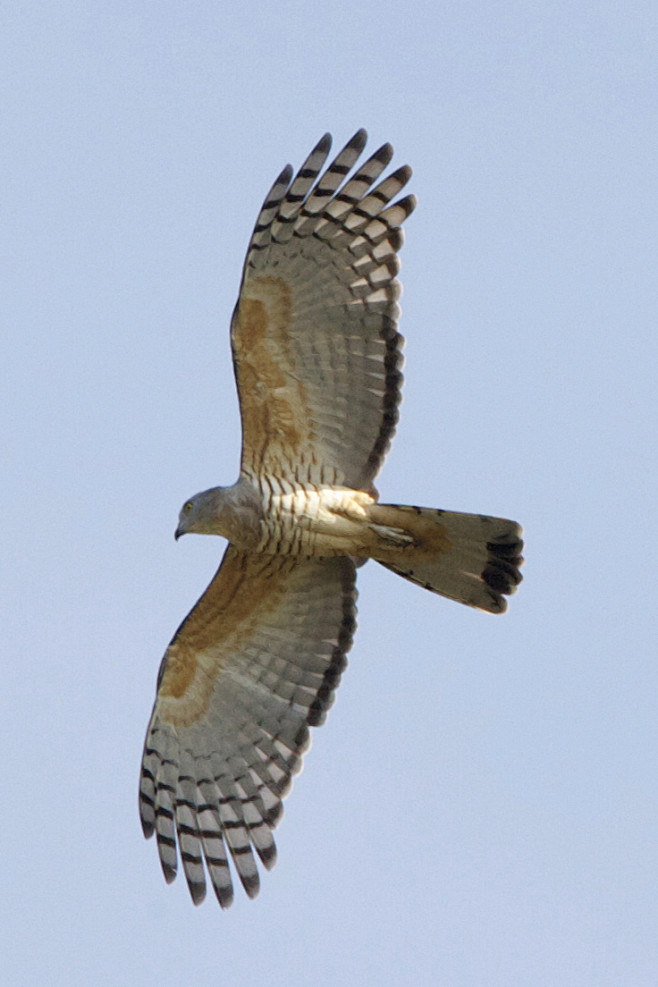 鹰形目鹰科鹃隼属凤头鹃隼