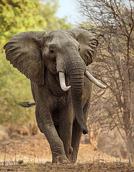 长鼻目象科非洲象