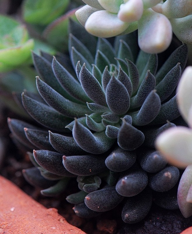 植物云南石莲又叫滇石莲四马路景天科