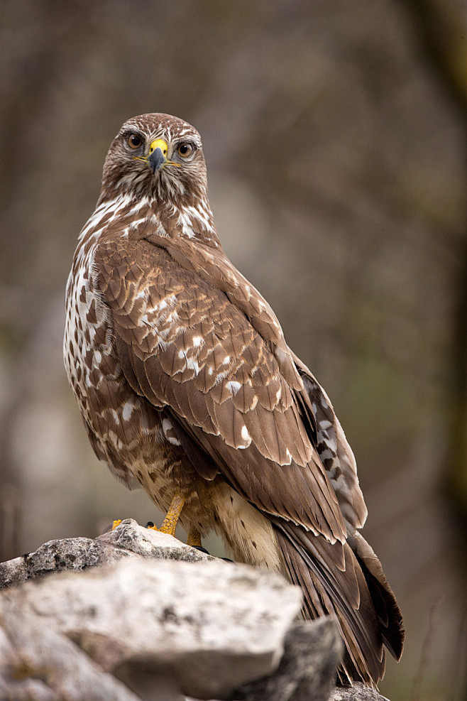 鹰形目鹰科鵟属普通 