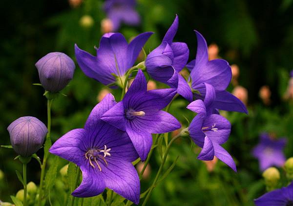 桔梗科桔梗属桔梗又名僧冠帽铃铛花