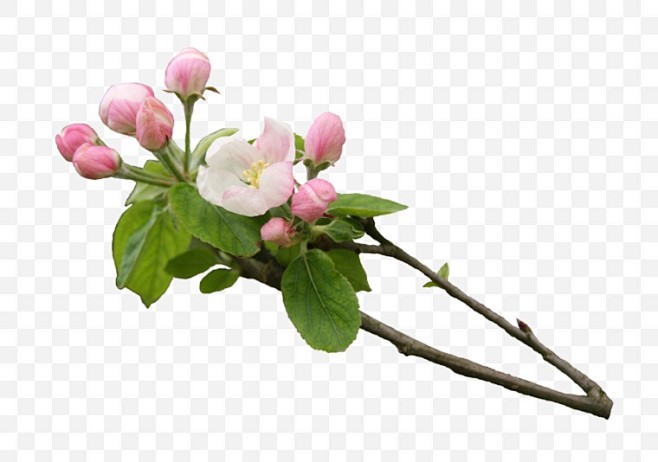 花花枝开花树枝的花春节春天春海棠花树枝