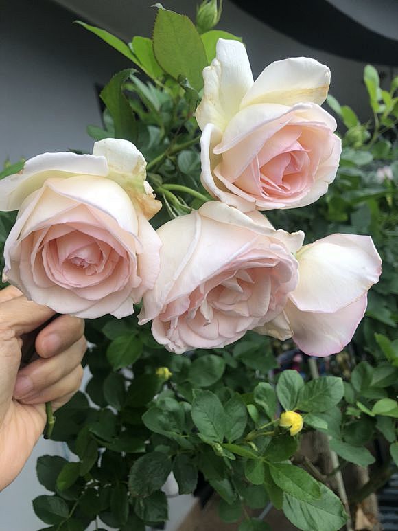 图片最爱纯洁而高雅的白色月季花吧百度贴吧