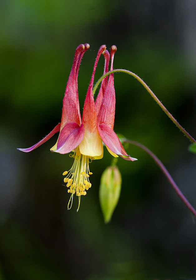 在500px的拍摄野生科伦由伯尼卡斯帕