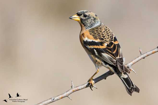 燕雀fringillamontifringilla雀形目燕雀科燕雀属