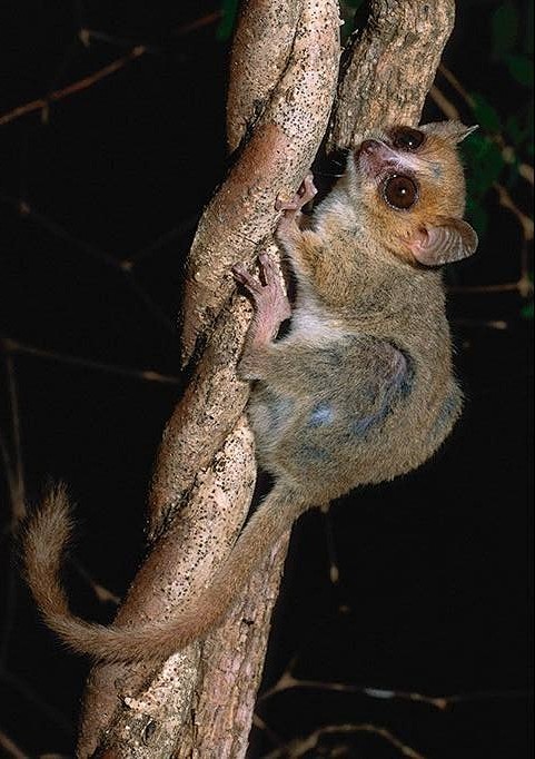 灵长目鼠狐猴科贝氏倭狐猴