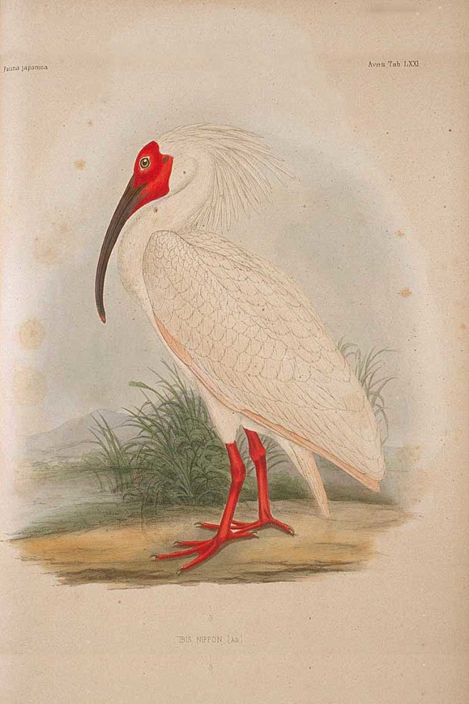 鹈形目鹮科朱鹮属朱鹮