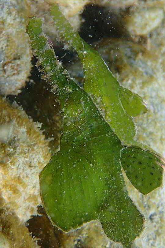 海龙目绿色蓝鳍剃刀鱼