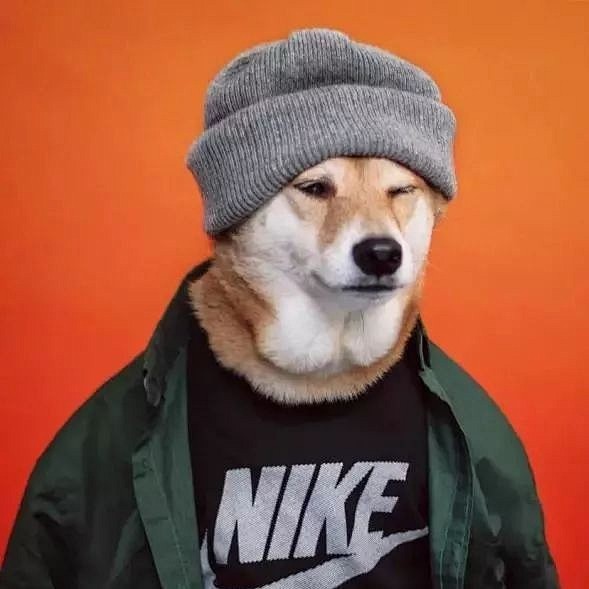 bodhi美国纽约柴犬绰号男装犬模发了676张照片纽约头像男装新浪网