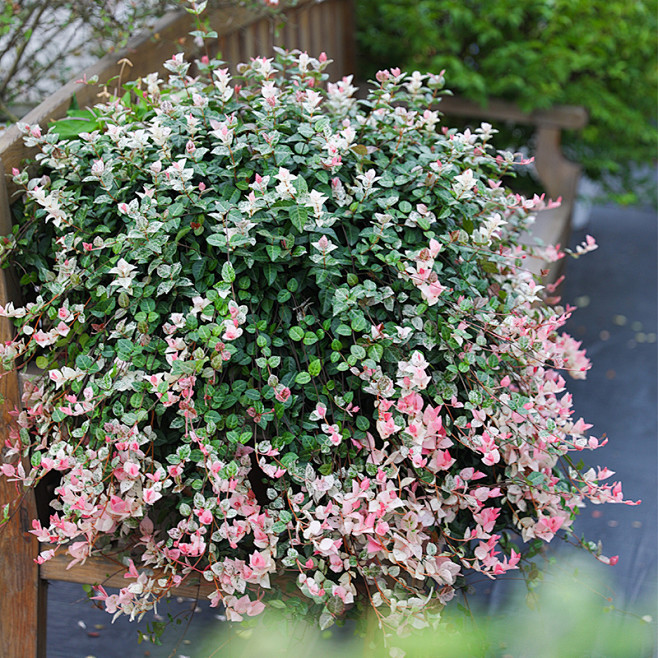 花叶络石绿植海蒂的花园