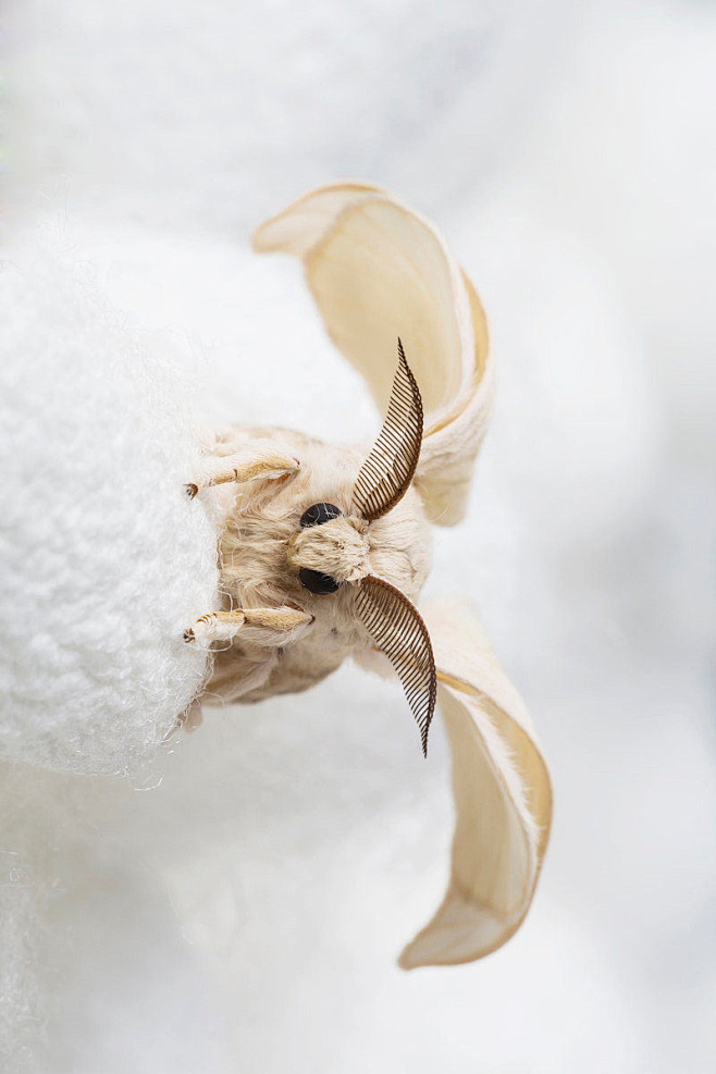 鳞翅目蚕蛾科蚕蛾